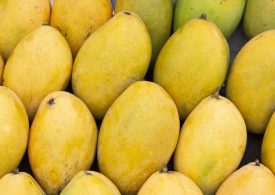 Monitoring for mango shoot looper