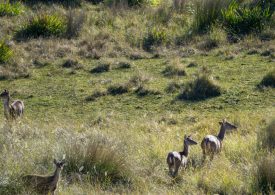 Hunting licence course now available online