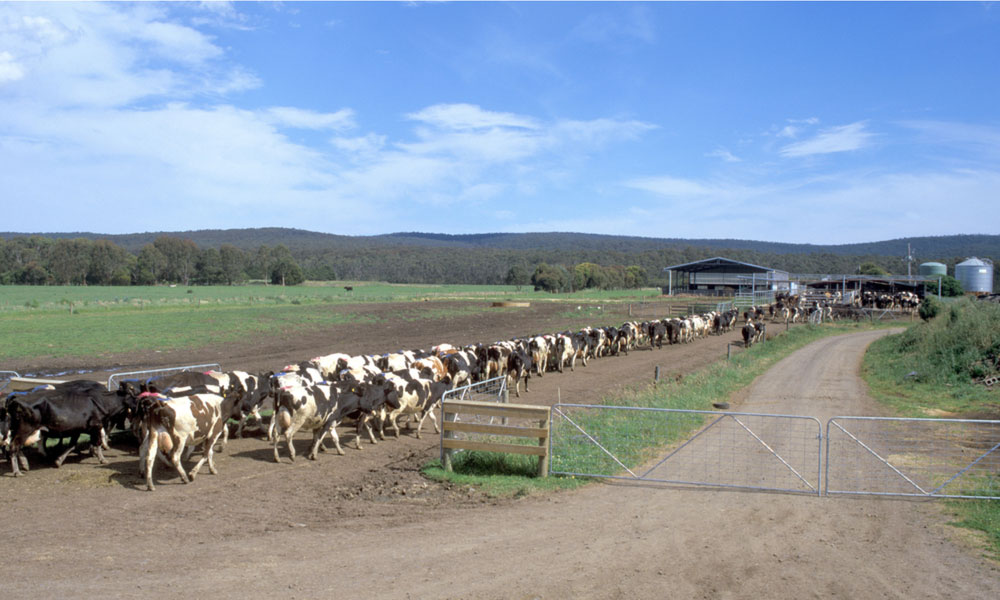 Milking Victoria’s dairy export potential for all it’s worth Get Regional