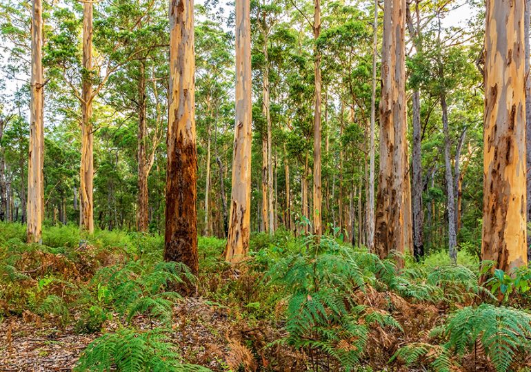 $4 million available to support projects in WA timber communities