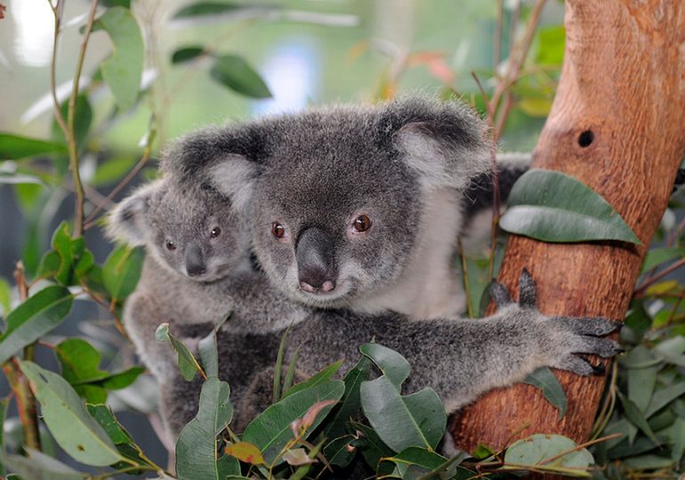 Australians to unite as koala heroes for Save the Koala Month