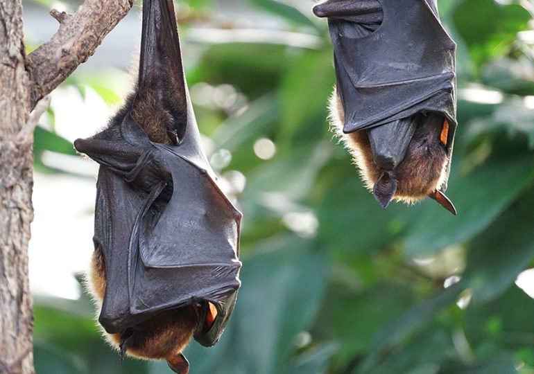 Funding delivered to Charters Towers for sustainable flying fox management plan