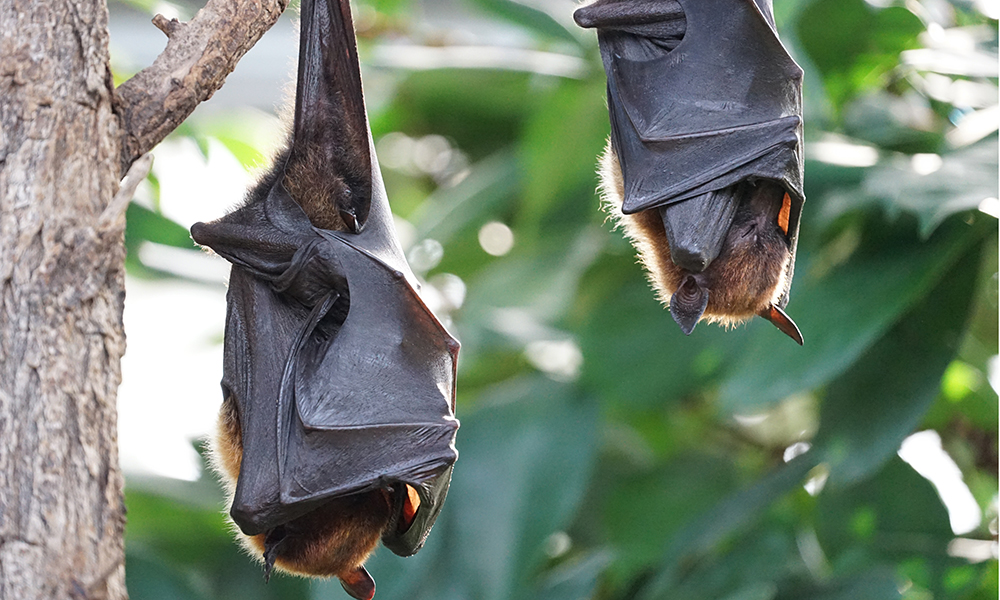 Funding delivered to Charters Towers for sustainable flying fox management plan
