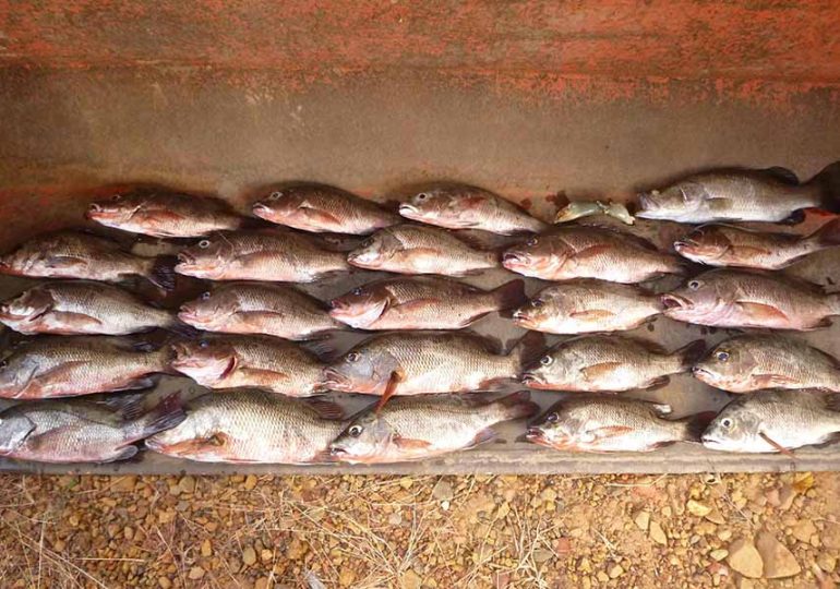 Fisher fined over major bag limit breach