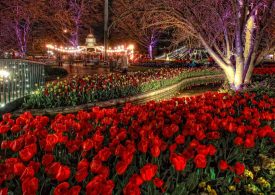Tulip Time Festival 2024 - Experience Spring Magic in the Southern Highlands! ​