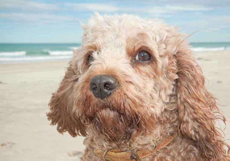 Designer crossbreed dogs may be no healthier than their purebred cousins
