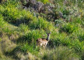 Opening up more National Parks for deer stalking
