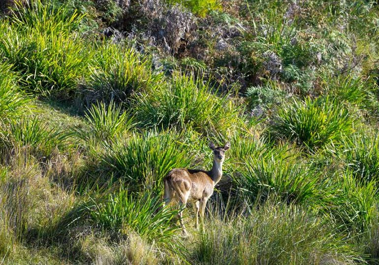 Opening up more National Parks for deer stalking
