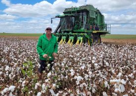 Cotton picking begins following mixed season